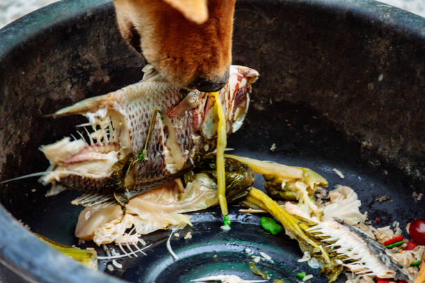 istock poor hungry homeless dog 1216953532
