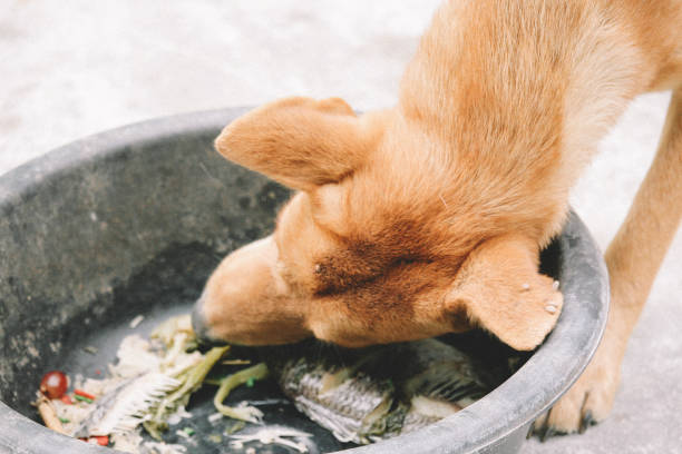 istock poor hungry homeless dog 1216953563
