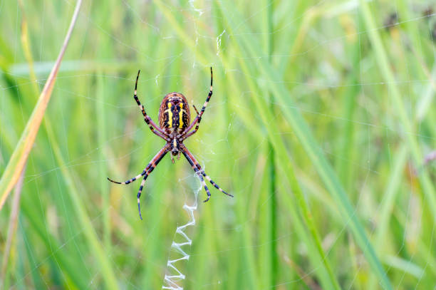 istock A wild Wasp Spider - Argiope bruennichi in web 1216954850