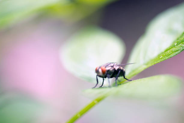 istock Side View Of A Green House Fly Red Eyes 1216955374