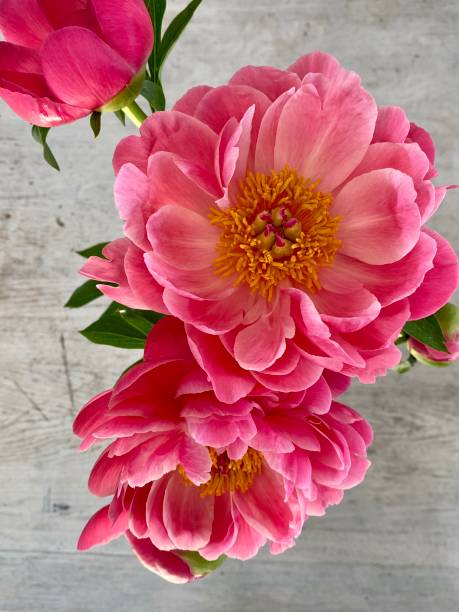 istock Bunch of pink peonies 1216956373
