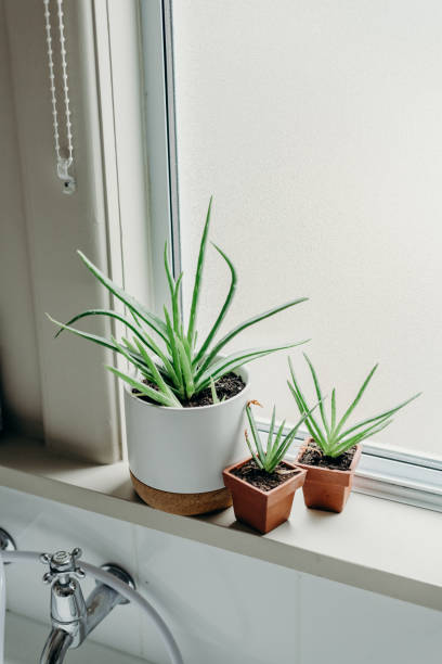 istock Aloe vera plants in bathroom. Background with free space. 1216956632