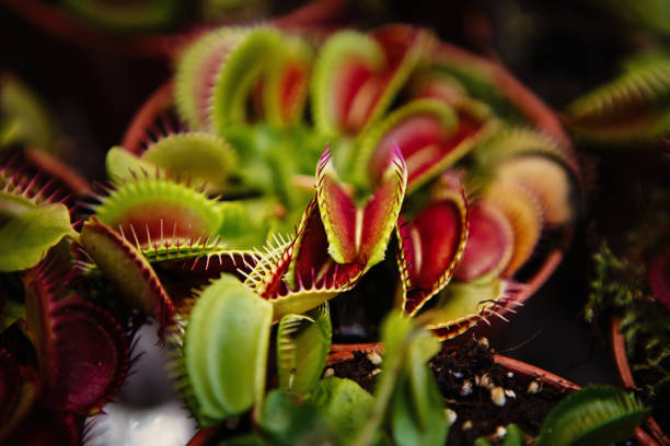 istock Carnivorous exotic plant Dionaea Msucipula in close up 1216956716