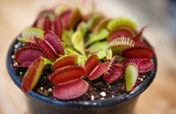 istock Carnivorous exotic plant Dionaea Msucipula in close up 1216956738