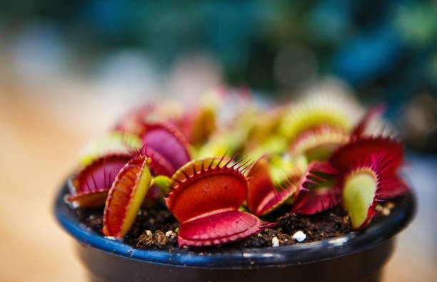 istock Carnivorous exotic plant Dionaea Msucipula in close up 1216956763