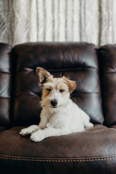 istock Jack russell long haired in living room. 1216956773