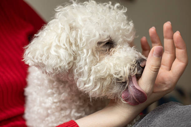 Cute Bichon Frise licking owner's hand