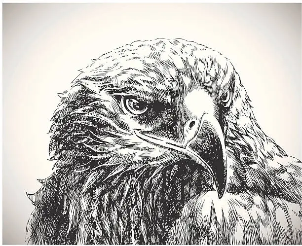 Vector illustration of Eagle art