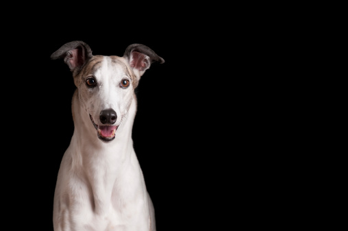 portrait of a greyhound on a black background