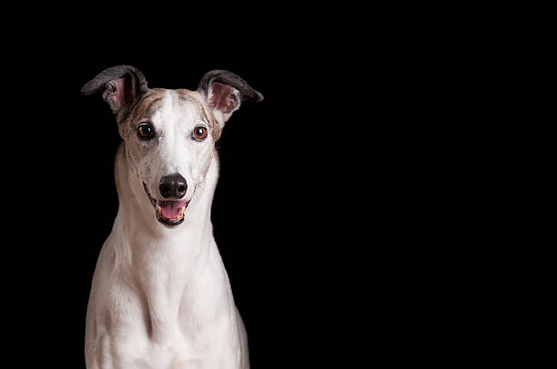 Close up of white greyhound against black background stock photo