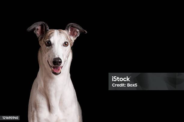 Greyhound - zdjęcia stockowe i więcej obrazów Greyhound - Greyhound, Pies, Czarne tło