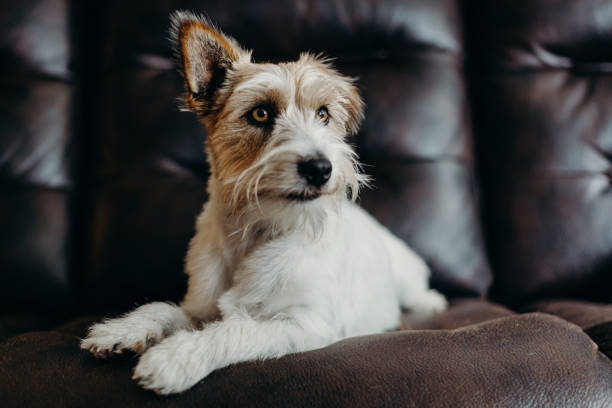 istock Jack russell long haired in living room. 1216959447