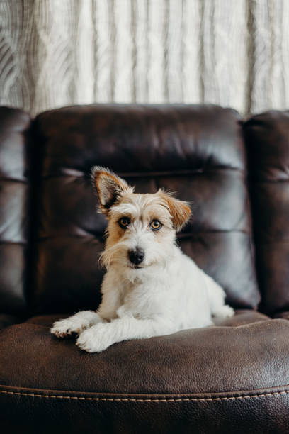 istock Jack russell long haired in living room. 1216959449