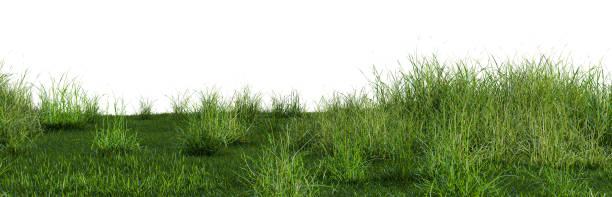 istock 3D illustration of bush lush on green grass field 1216959544