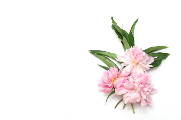 istock Minimal concept. Beautiful peony flower and green leaves on a white background. Creative layout 1216959738