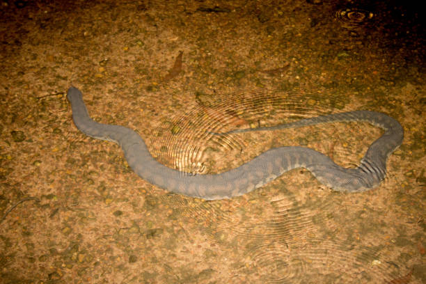 istock Arafura file snake in shallow water 1216959770
