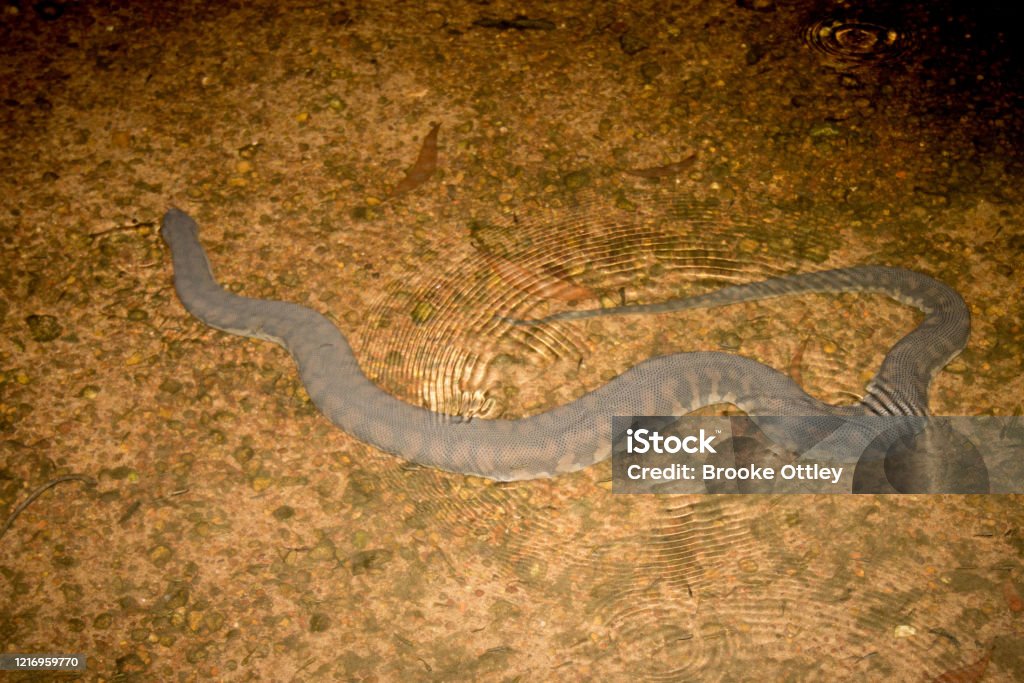 Arafura file snake in shallow water An Arafura file snake (Acrochordus arafurae) near Fogg Dam, Northern Territory, Australia. Animal Stock Photo