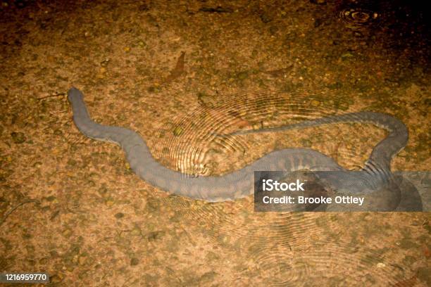 Arafura File Snake In Shallow Water Stock Photo - Download Image Now - Animal, Animal Body Part, Animal Skin