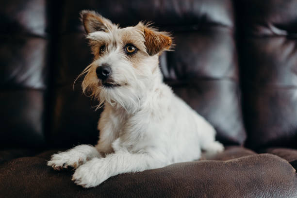 istock Jack russell long haired in living room. 1216959927