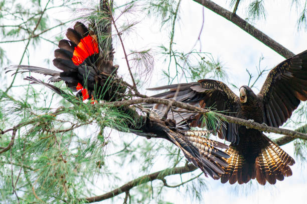 Red-tailed black cockatoo Red-tailed black cockatoo in a Casuarina tree in Darwin, Northern Territory, Australia three parrots stock pictures, royalty-free photos & images
