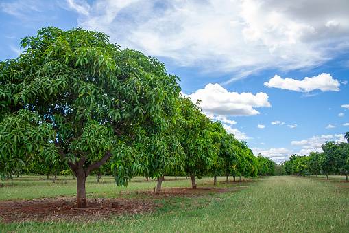 Mango trees in Katherine, Northern Territory, Australia
