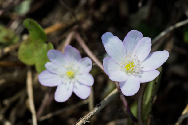 istock Cute purple flowers in spring 1216960711