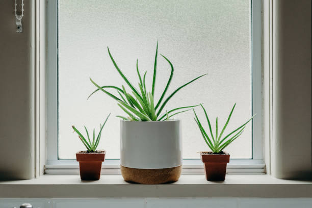 istock Aloe vera plants in bathroom. Background with free space. 1216960793