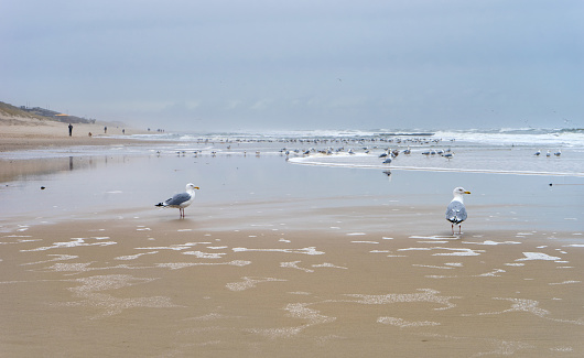 Lonely coastal landscape of the island of Sylt in winter with seagulls