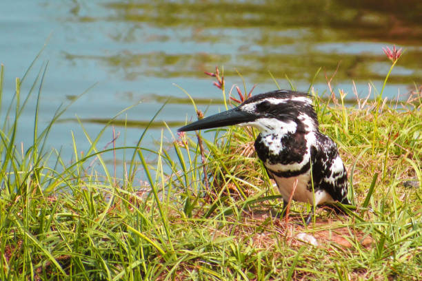 A small pied kingfisher, probably the dolmation of kingfishers, sitting near the lake getting ready for lunch!