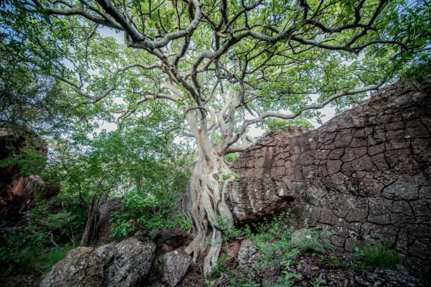 arbre sauvage de figue dans des roches - olive tree tree root old photos et images de collection