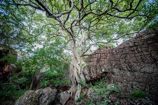 African Wild fig tree in between rocks. Very old Tree.