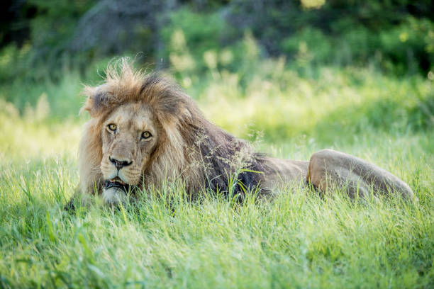 istock African Male Lion 1216962856