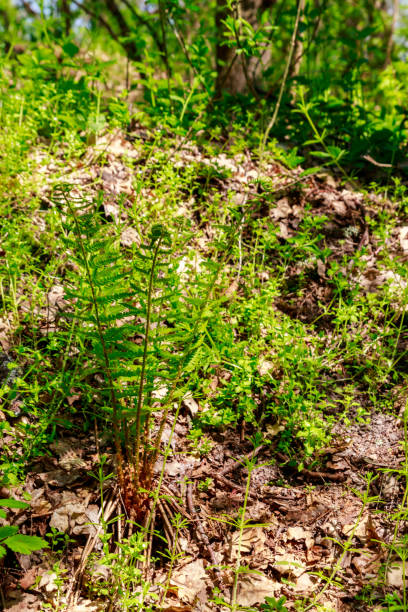 istock Green fern in a forest 1216962886