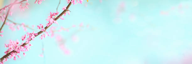istock Banner of Beautiful Eastern Redbud Tree Blossoms 1216963339