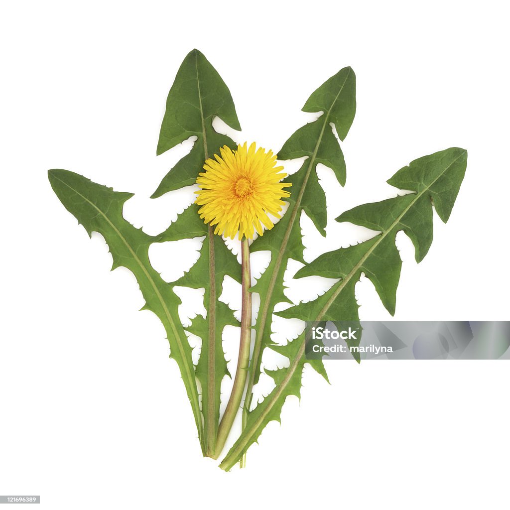 Dandelion Herb Flower  Color Image Stock Photo