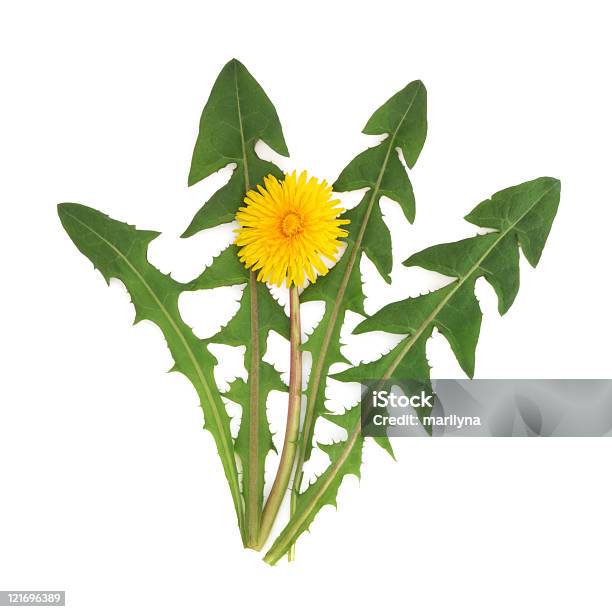 Dandelion Herb Flower Stock Photo - Download Image Now - Color Image, Cut Out, Dandelion