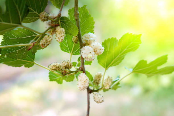 jagody morwy na gałęziach drzew. owoce ekologiczne - mulberry bush zdjęcia i obrazy z banku zdjęć