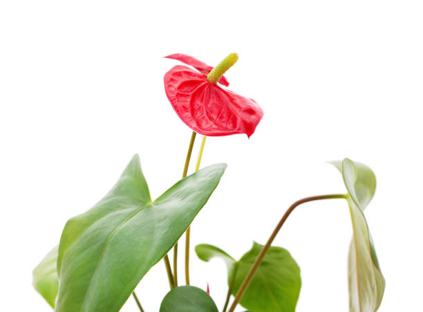 istock Green anthurium in flowerpot. 1216965955