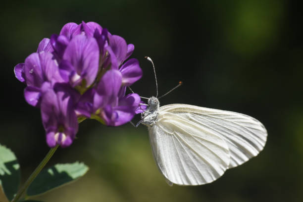 istock Beautiful white butterfly on purple flower 1216966309