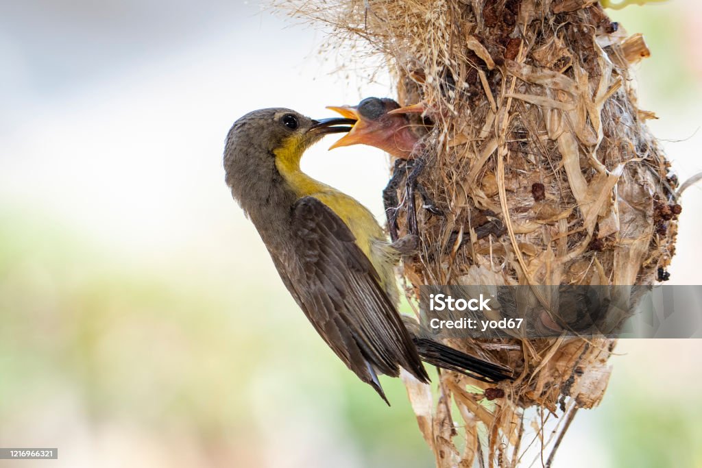 Image Of Purple Sunbird Bird Animals Stock Photo - Download Image Now -  iStock