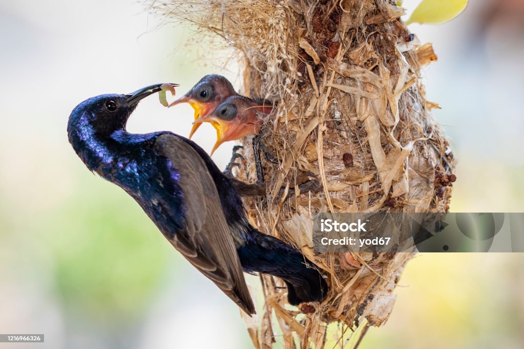 Image Of Purple Sunbird Bird Animals Stock Photo - Download Image Now -  iStock