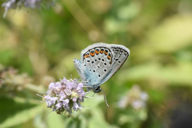 istock The silver-studded blue Plebejus argus 1216967959