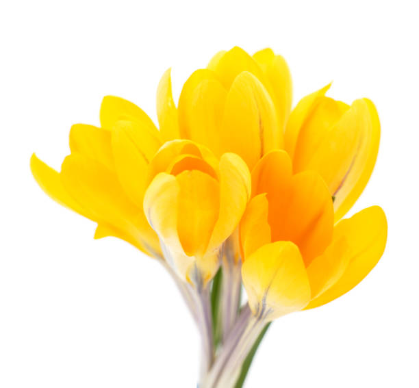 istock Yellow bouquet of crocuses. 1216968179