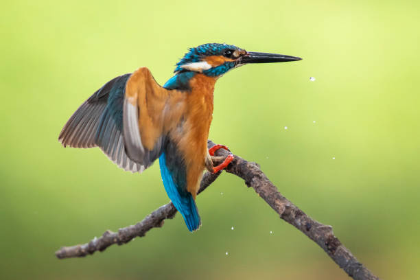istock Image of common kingfisher (Alcedo atthis) perched on a branch on nature background. Bird. Animals. 1216968391