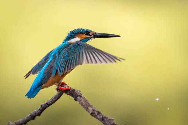 istock Image of common kingfisher (Alcedo atthis) perched on a branch on nature background. Bird. Animals. 1216968402