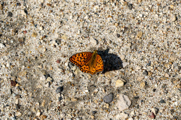istock first spring orange butterfly, with spread wings, sits on the pavement and basks in the sun. 1216968529