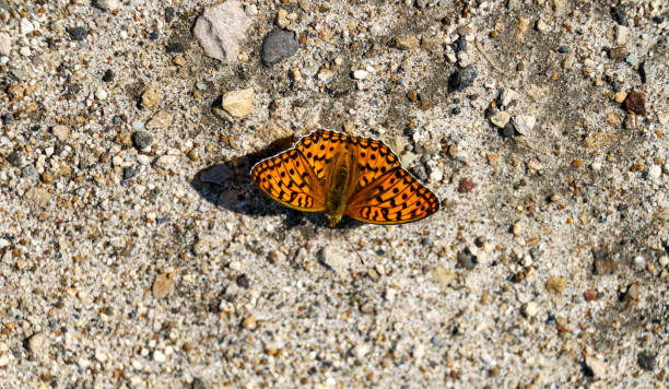 istock first spring orange butterfly, with spread wings, sits on the pavement and basks in the sun. 1216968536