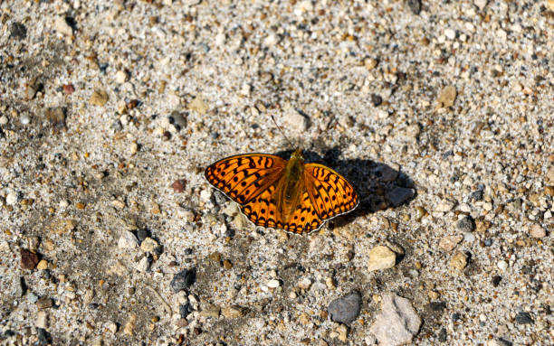 istock first spring orange butterfly, with spread wings, sits on the pavement and basks in the sun. 1216968538