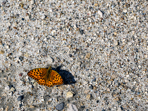 the first spring orange butterfly, with spread wings, sits on the pavement and basks in the sun.