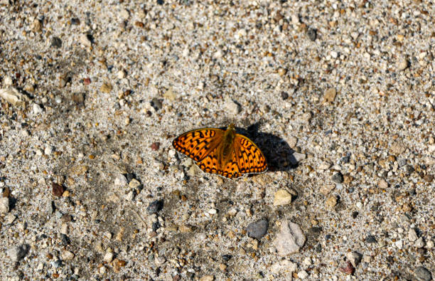istock first spring orange butterfly, with spread wings, sits on the pavement and basks in the sun. 1216968767